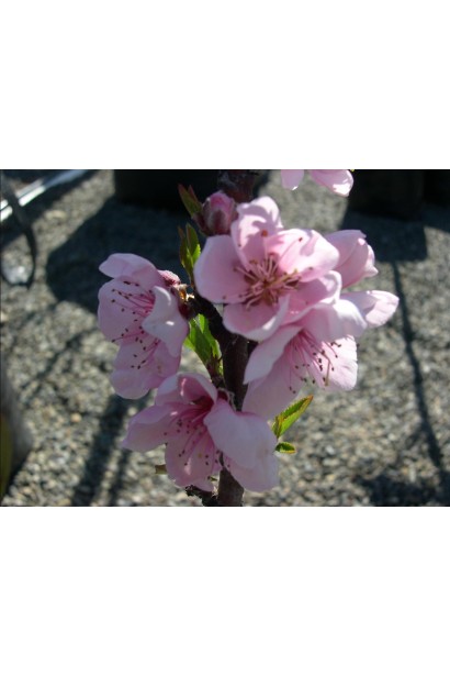 Персик Медовий ніжно-рожеве цвітіння